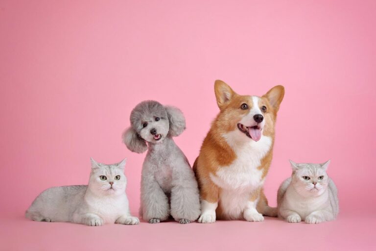 Tu as écrasé un chat ? Voici ce que tu dois faire !